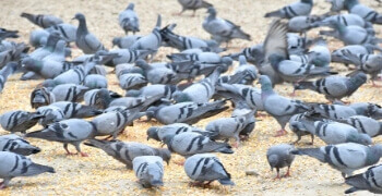 Birds Feeding Tithi