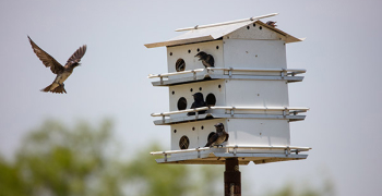 Donor of One Bird House