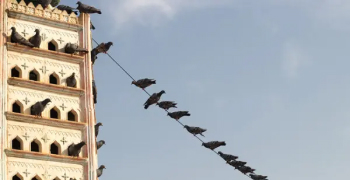 Donor of Ten Bird Houses