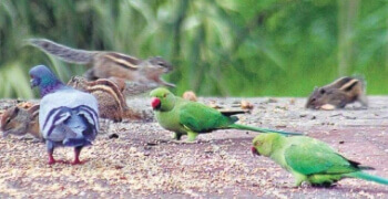 Birds Feeding One Day