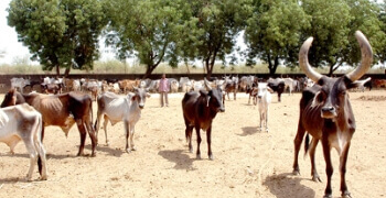 Save Cattle