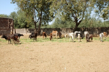 Cow Gallery 14