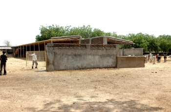 Cow Gallery 5